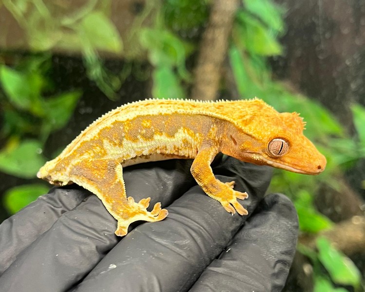 Lily White Crested Gecko - Tailless - Juvenile - Male