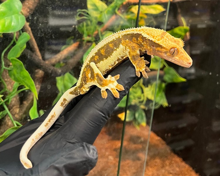 Lily White Crested Gecko - Sub-Adult