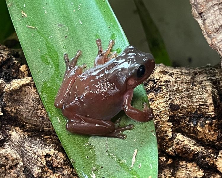 Melanistic Black Eyed Whites Tree Frog - Juvenile