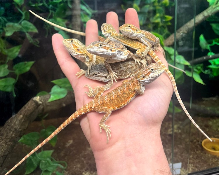 Mixed Morph Bearded Dragon (Orange/Red) - Juvenile