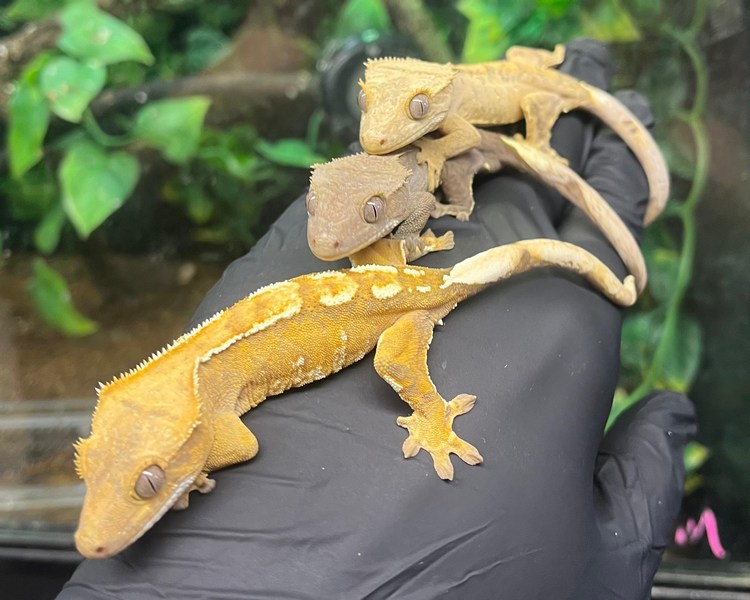 Mixed Morph Crested Gecko - Juvenile