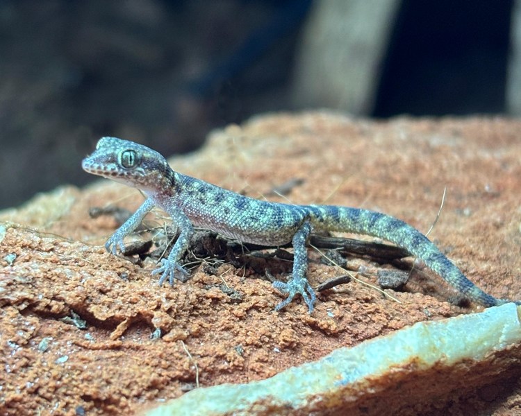 Natterers Dwarf Gecko ~ 2-3cm