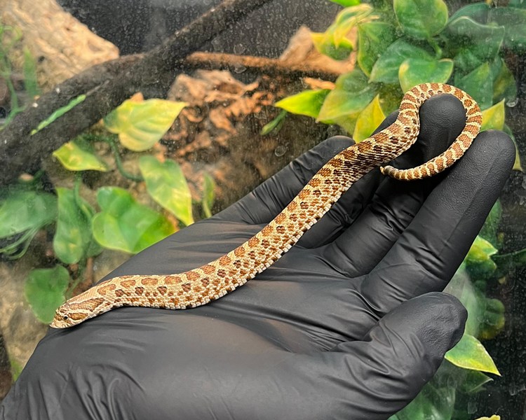 Normal 66% Het Permafrost Coral Hognose - Juvenile - Female