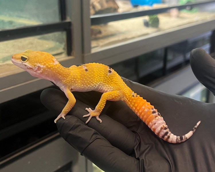 Normal Leopard Gecko - Juvenile