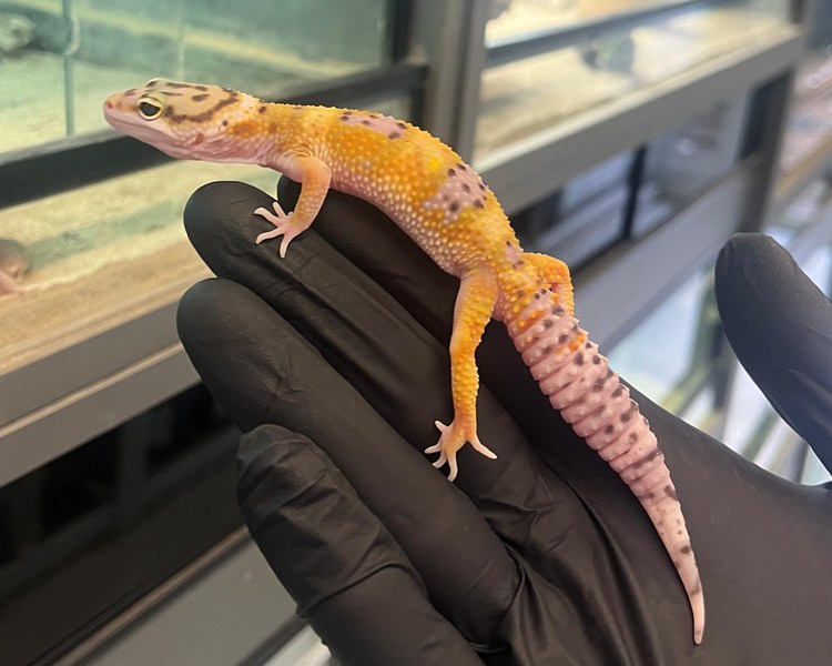 Normal Leopard Gecko - Juvenile