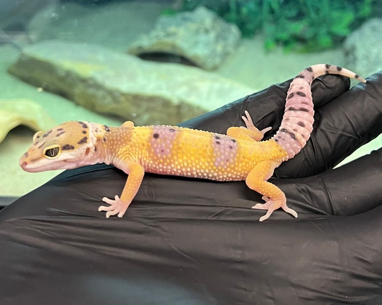 Normal Leopard Gecko - Juvenile