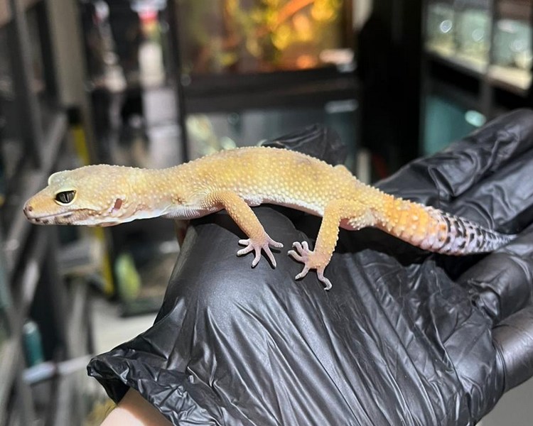 Normal Leopard Gecko - Juvenile