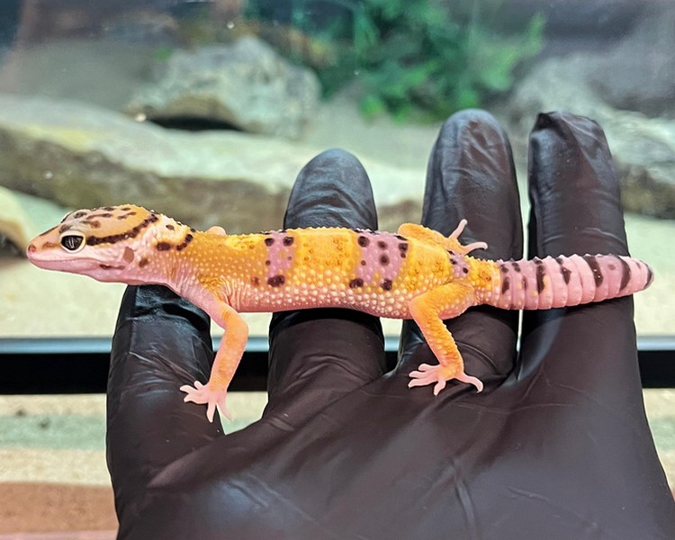 Normal Leopard Gecko - Juvenile