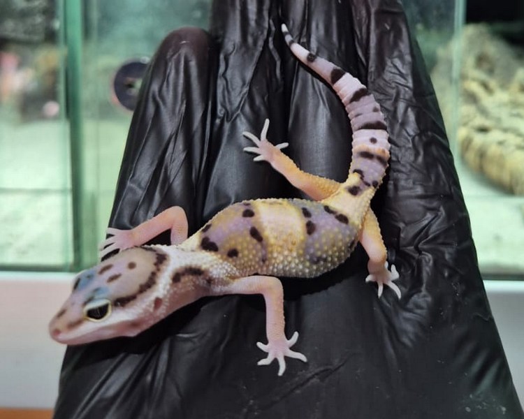 Normal Leopard Gecko - Juvenile - Female