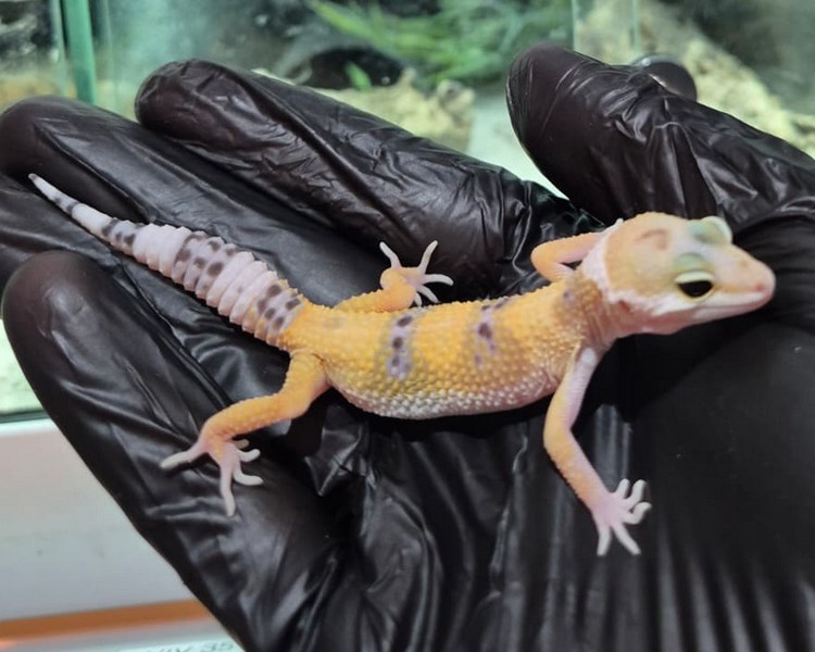 Normal Leopard Gecko - Juvenile - Female