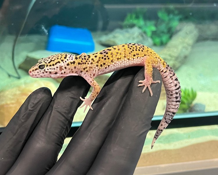 Normal Leopard Gecko - Juvenile