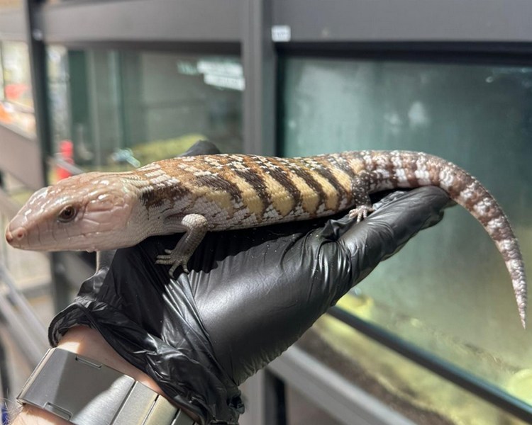 Northern Blue Tongue Skink - Juvenile