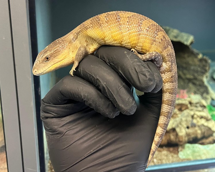 Northern Blue Tongue Skink - Juvenile