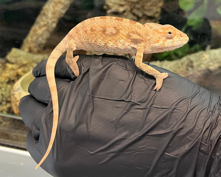 "Nosy Be" Panther Chameleon - Juvenile - Female