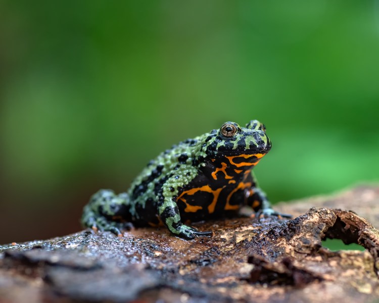 Oriental Fire Bellied Toadlets ~ 1cm