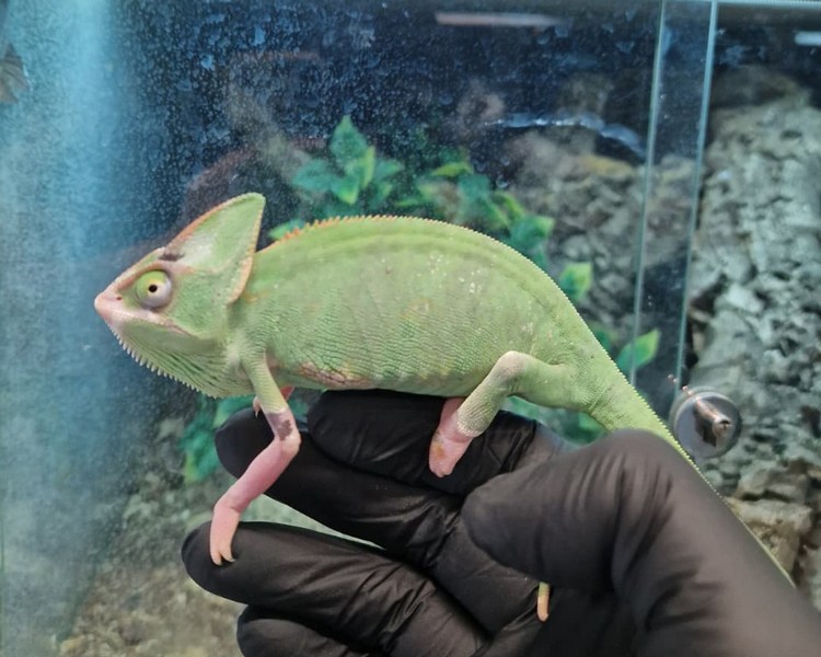 Pied Yemen Chameleon - Sub Adult - Female
