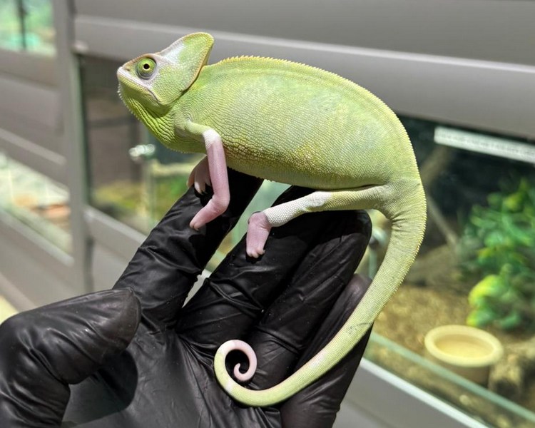 Pied Yemen Chameleon - Sub Adult - Female