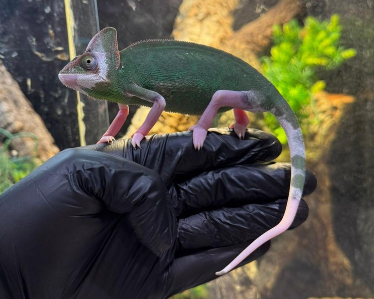 Pied Yemen Chameleon - Sub Adult - Female