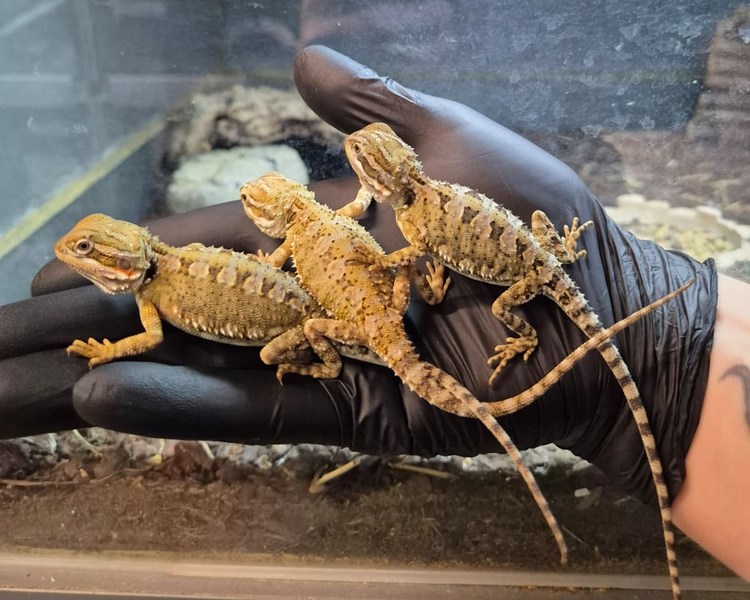 Rankins Dragon - Juvenile