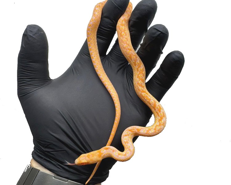 High Red Albino San Diego Gopher Snake - Juvenile - Male