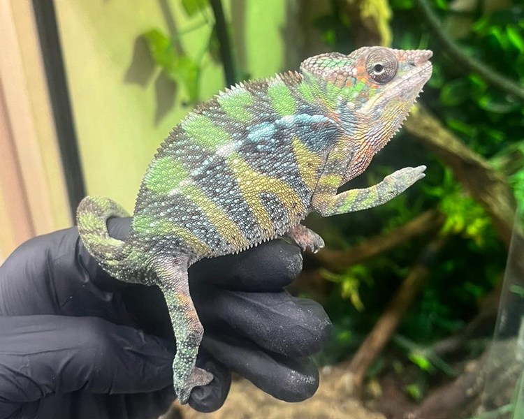 "Red Bar Ambilobe" Panther Chameleon - Juvenile - Male