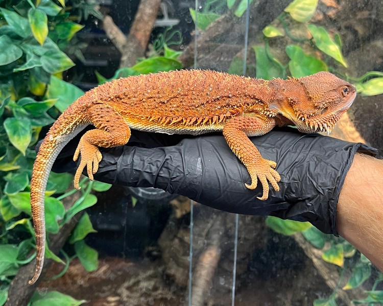 Red Monster Hypo Bearded Dragon - Female