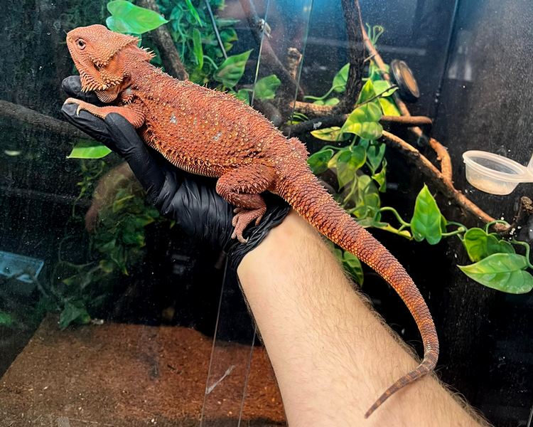Red Monster Hypo Het Translucent Bearded Dragon - Female
