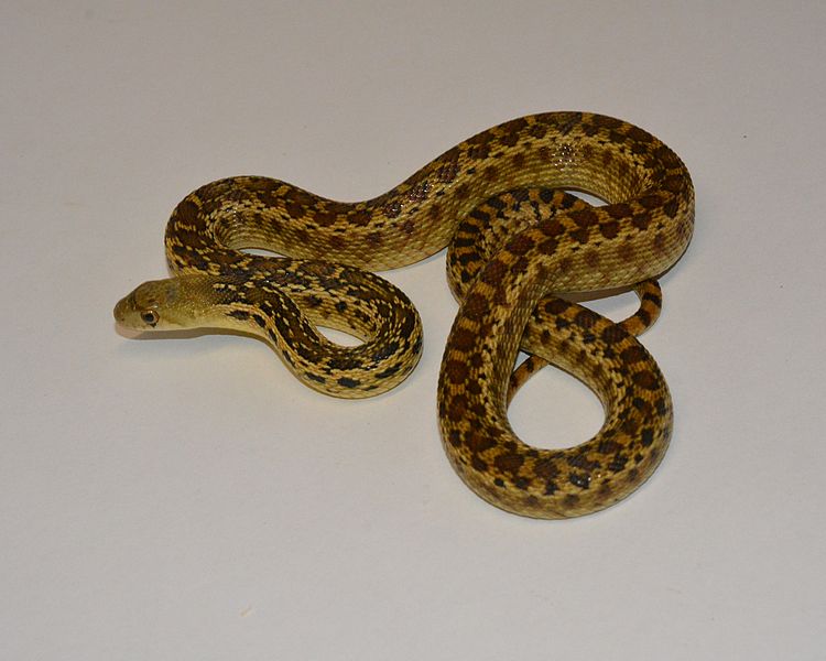 San Diego Gopher Snake Het Albino - Sub Adult