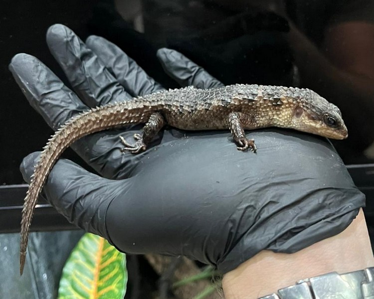 Spiny Tailed Water Skink ~ Sub Adult