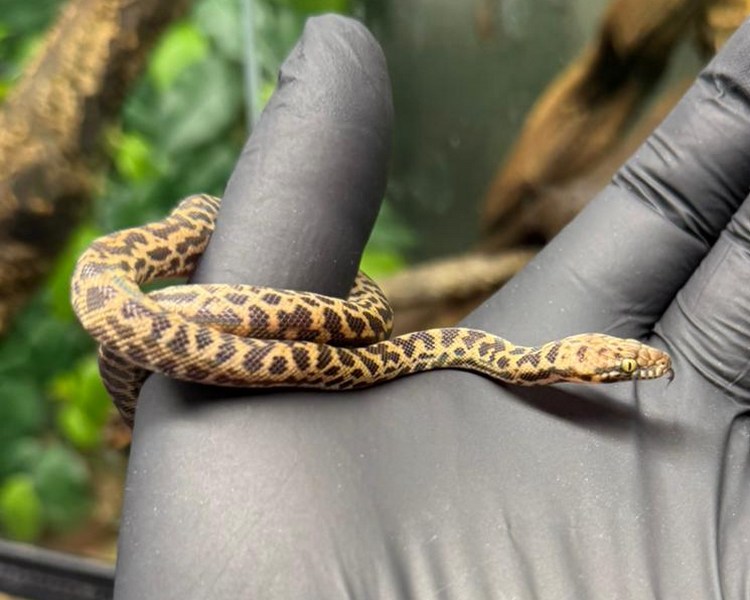 Spotted Python - Juvenile