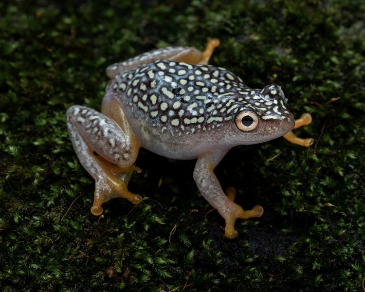 Starry Night Reed Frog ~ 1-2cm