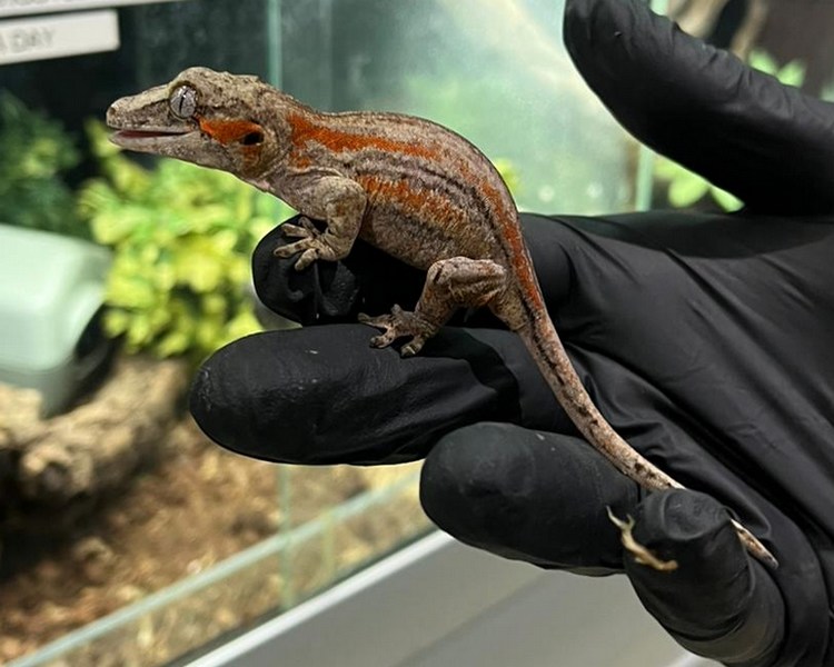 Striped Gargoyle Gecko - Juvenile