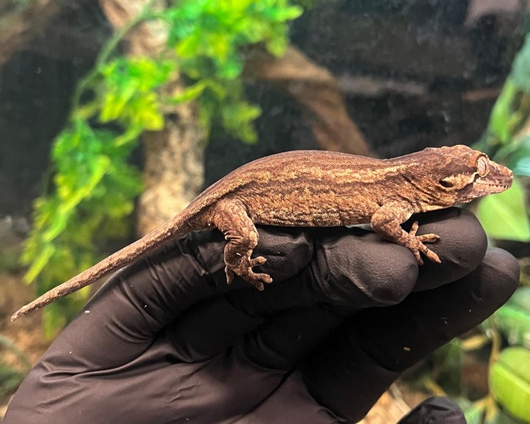 Striped Gargoyle Gecko - Juvenile - Female