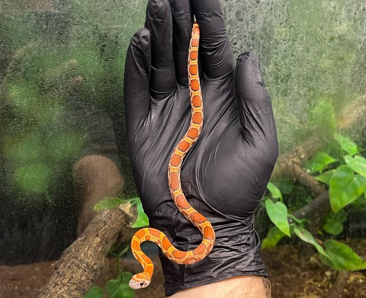 Sunkissed Corn Snake - Juvenile - Female