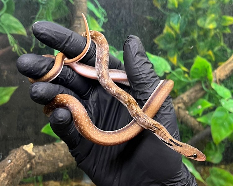 Trinket Snake - Juvenile - Grown On - Small Kink In tail