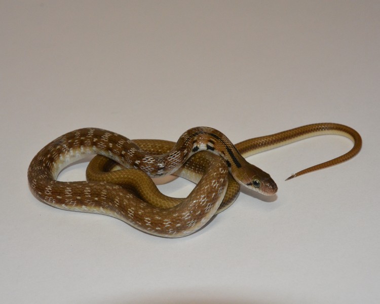 Trinket Snake - Juvenile - Grown On