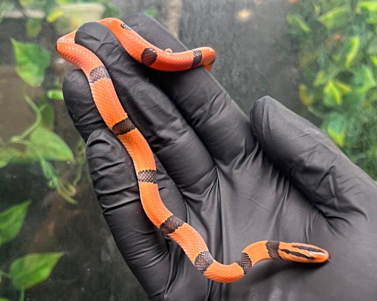 Yunnan Mountain Rat Snake - Juvenile