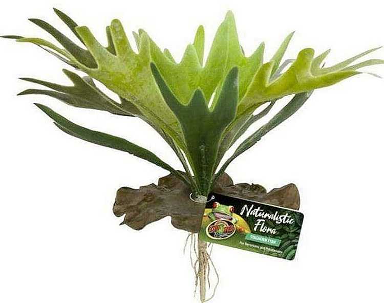 ZM Staghorn Fern