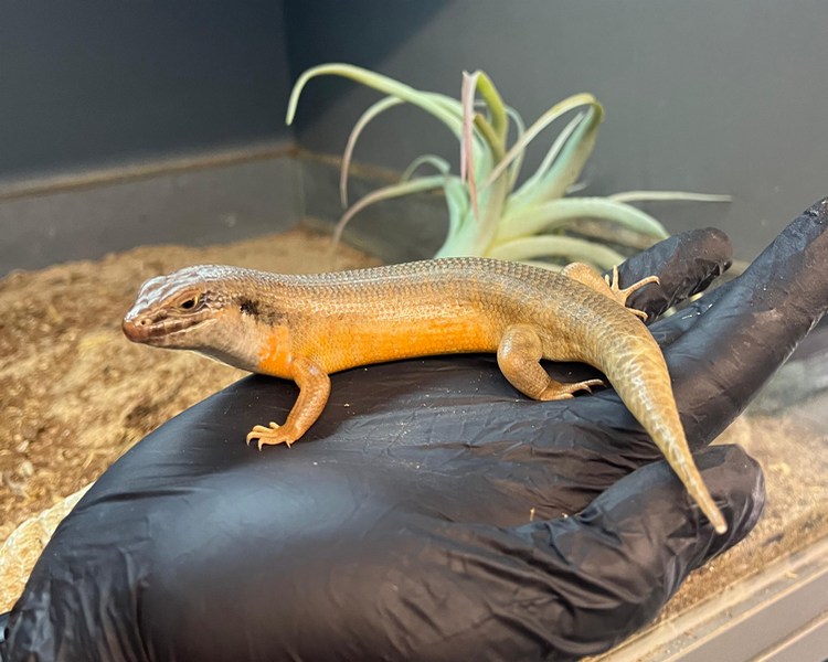 Kenyan Zebra Skink - Sub Adult - Male