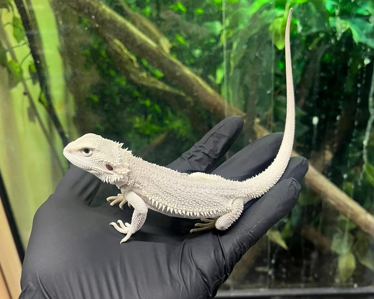 Snow Zero Bearded Dragon - Juvenile