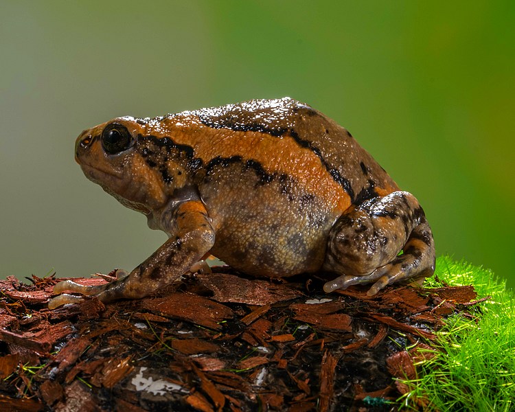 Chubby Frog - Sub Adult - 5-7cm