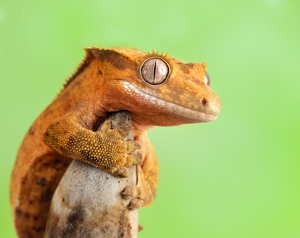 Crested Ghecko