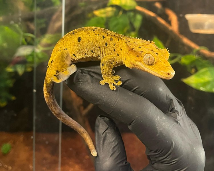 Dalmatian Crested Gecko - Sub - Adult - Male