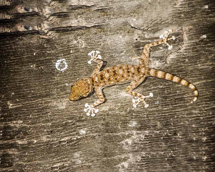 Fan-Footed Gecko ~ Sub Adult