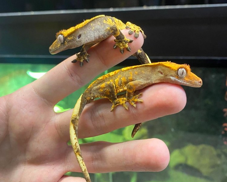 Mixed Morph Crested Gecko - Juvenile