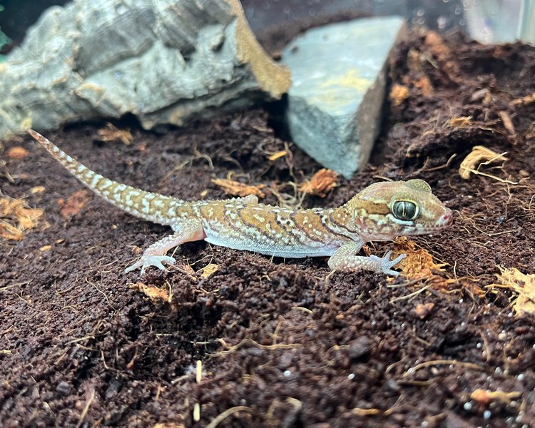 Pictus Gecko ~ Sub Adult ~ Male