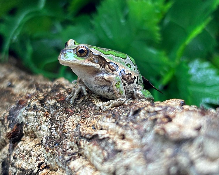 Riobamba Marsupial Frog - Juvenile
