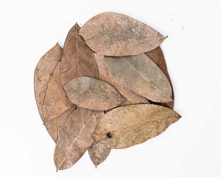 Soursop Leaves - 10pcs