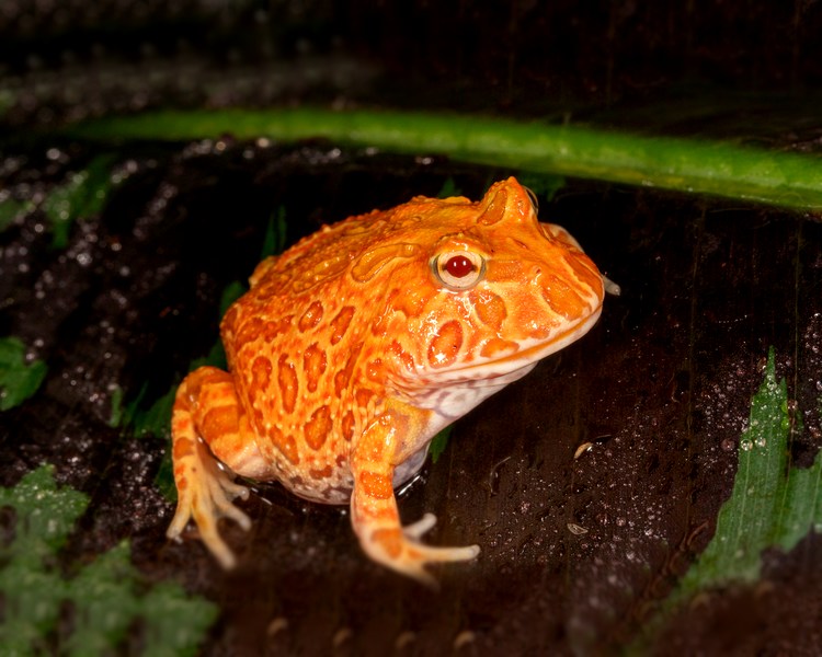 Strawberry pineapple pacman frog care