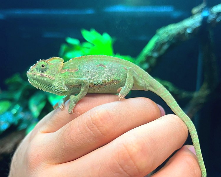 Yemen Chameleon - Juvenile - Female